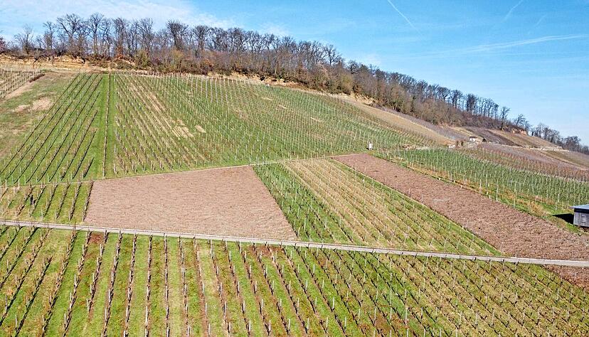 Wie hier am Wartberg oberhalb des Sattels in Heilbronn geben immer mehr Wengerter Rebflächen auf, vor allem in Steillagen.