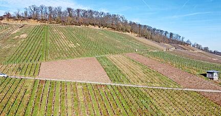 Wie hier am Erlenbacher Kayberg geben immer mehr Wengerter Rebflächen auf, vor allem in Steillagen.  Foto: Ralf Seidel