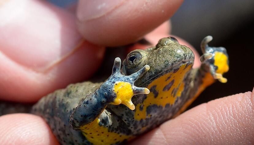 Nicht nur wir Menschen, sondern auch viele Tiere kämpfen mit den Folgen von Wassermangel und Trockenheit. (Archivbild) Nicht nur wir Menschen, sondern auch viele Tiere kämpfen mit den Folgen von Wassermangel und Trockenheit. (Archivbild)