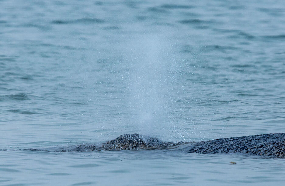 Der gestrandete Wal bl&auml;st Luft aus.