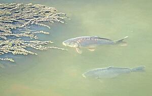 Karpfen mögen höhere Wassertemperaturen und nehmen gerne ein "Sonnenbad". Andere Fische leiden aber im trockenen Sommer 2020. Karpfen mögen höhere Wassertemperaturen und nehmen gerne ein "Sonnenbad". Andere Fische leiden aber im trockenen Sommer 2020.