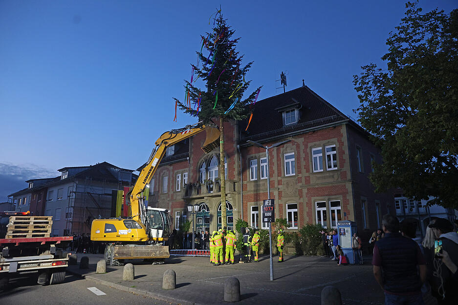 In Gemmingen ist es Brauch, einen Bürgermeisterbaum zu stellen. Schätzungsweise 300 Bürgerinnen und Bürger waren mit dabei, als ihn die Feuerwehr brachte.