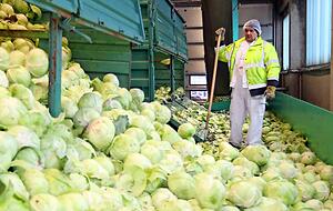 Die Kohlk&ouml;pfe werden in gro&szlig;en Anh&auml;ngern nach Bad Friedrichshall transportiert.