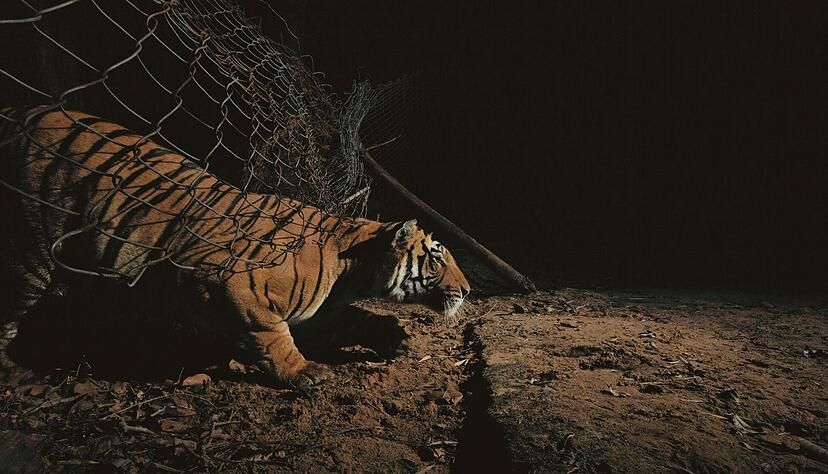 Ein Tiger schl&uuml;pft unter einem Zaun durch.