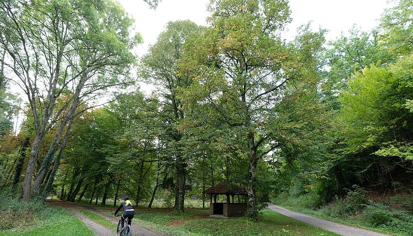 Allein auf weiter Flur? Nicht immer: Auch auf Wirtschaftswegen kann es weitere Verkehrsteilnehmer geben, auf die R&uuml;cksicht zu nehmen ist.
