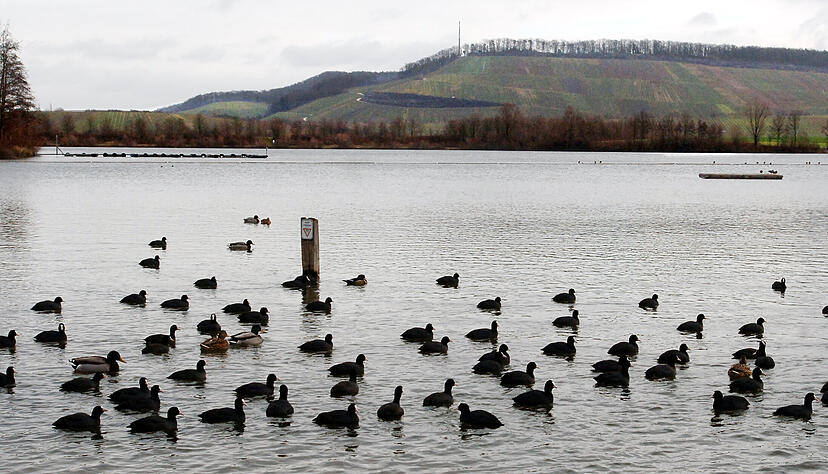 Wasservögel halten sich im Uferbereich des Breitenauer Sees auf. Unlängst ist in der Nähe des Sees eine Graugans entdeckt worden, an der das Vogelgrippevirus nachgewiesen wurde. Wasservögel halten sich im Uferbereich des Breitenauer Sees auf. Unlängst ist in der Nähe des Sees eine Graugans entdeckt worden, an der das Vogelgrippevirus nachgewiesen wurde.