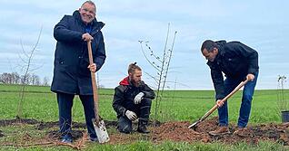 Sichtlich entzückt, an seinem Geburtstag einen Baum zu pflanzen: OB Klaus Holaschke (links) mit Ulrich Müller (rechts) und Christoph Mössinger.
