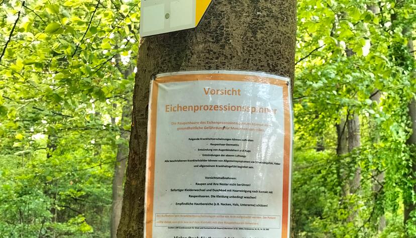 Im Wald auf dem Haigern wird vor dem Eichenprozessionspinner gewarnt.