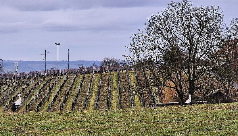 Oft schreiten die Störche auch auf der Wiese herum und suchen Baumaterial für ein neues Nest zusammen.