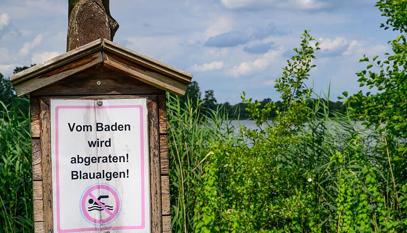 Blaualgen k&ouml;nnen gef&auml;hrlich sein, sowohl f&uuml;r Menschen als auch f&uuml;r Tiere. (Archivbild)