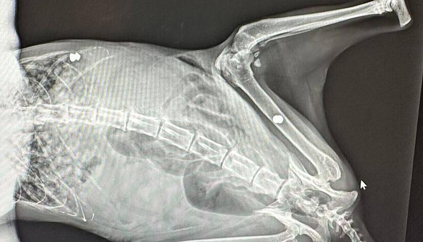 Das R&ouml;ntgenbild der in M&ouml;ckm&uuml;hl gefundenen Katze zeigt zwei spitze Projektile, die in ihrem K&ouml;rper stecken. Offenbar hat jemand mit einem Luftgewehr auf das Tier geschossen.