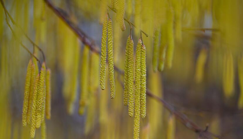 Menschen mit einer Haselpollen-Allergie k&ouml;nnten bereits Symptome sp&uuml;ren.