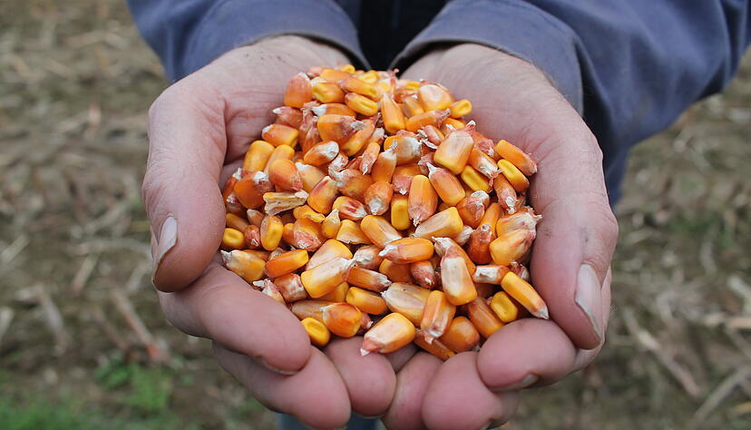 Mit den bisherigen Erträgen ist Landwirt Dotterer zufrieden. 13 Tonnen Körnermais pro Hektar hat er gedroschen.