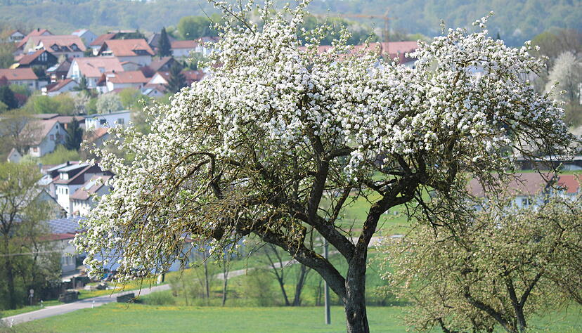 Bei fast schon sommerlichen Temperaturen läuft die Natur in der Region zu Hochform auf. Birnen-, Apfel- und Kirschbäume stehen in schönster Blütenpracht. Foto: Yvonne Tscherwitschke Bei fast schon sommerlichen Temperaturen läuft die Natur in der Region zu Hochform auf. Birnen-, Apfel- und Kirschbäume stehen in schönster Blütenpracht. Foto: Yvonne Tscherwitschke