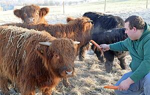 Sie sind noch etwas zur&uuml;ckhaltend, aber die Karotten fressen die jungen Hochlandrinder Jens Schwarz schon aus der Hand.
Fotos: Helga El-Kothany