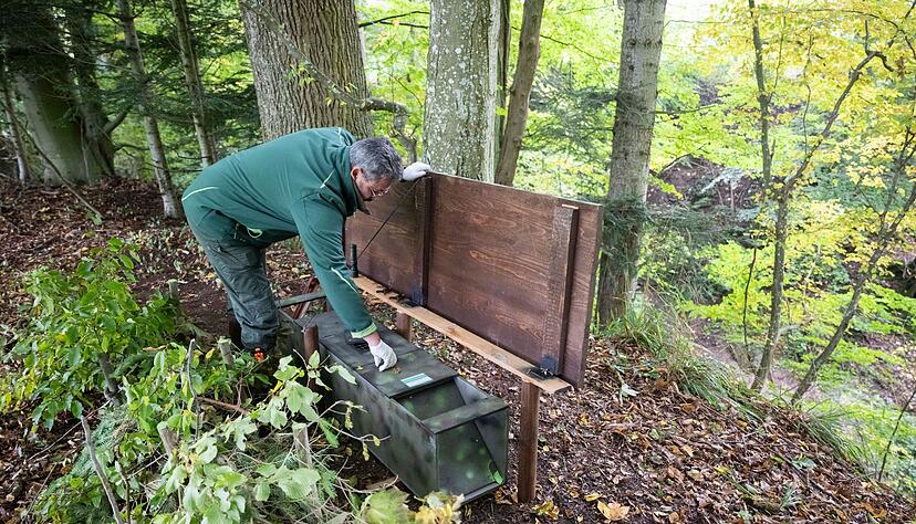In den Lebendfallen im Wald fängt Müller gelegentlich auch andere Tiere. Die lässt er dann frei. In den Lebendfallen im Wald fängt Müller gelegentlich auch andere Tiere. Die lässt er dann frei.