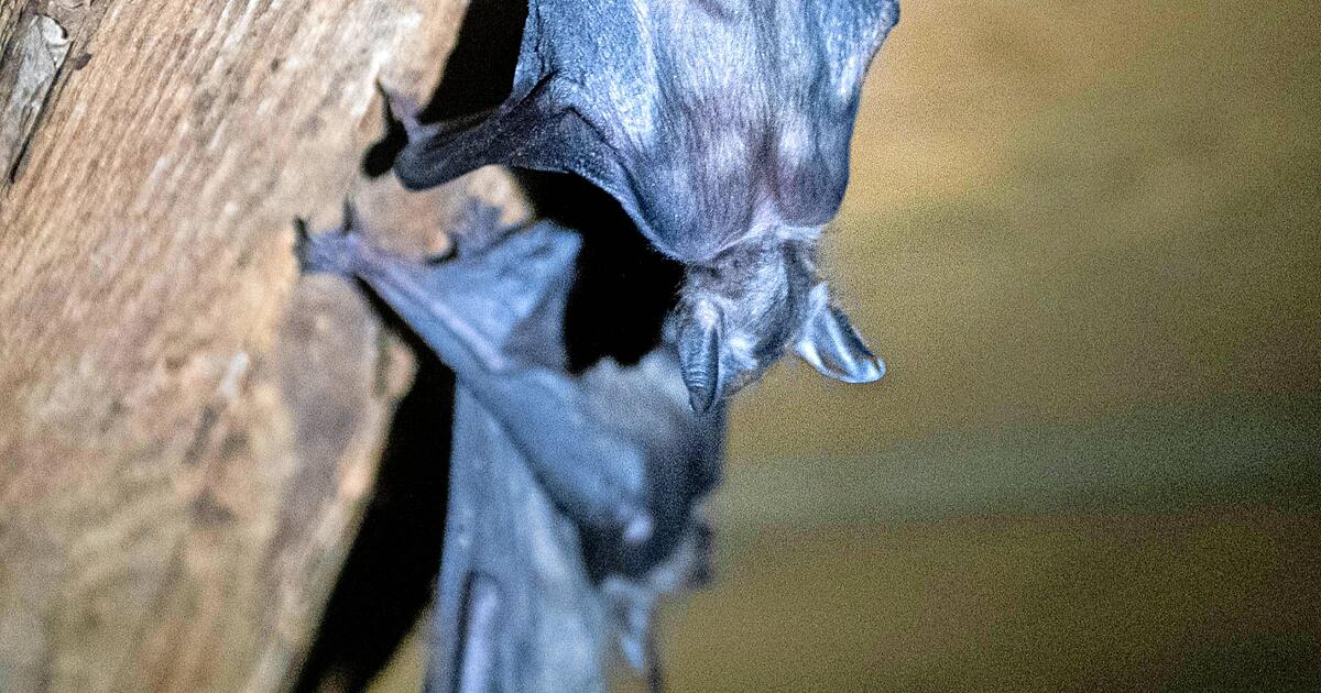 Größte Wochenstube für Fledermäuse ist in Möckmühl - STIMME.de