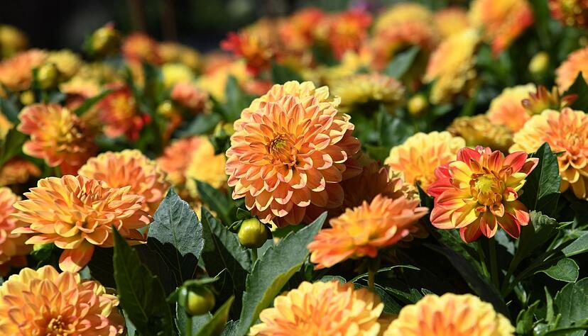 Dahlien sind beliebte Sommerblumen im Garten. Dahlien sind beliebte Sommerblumen im Garten.