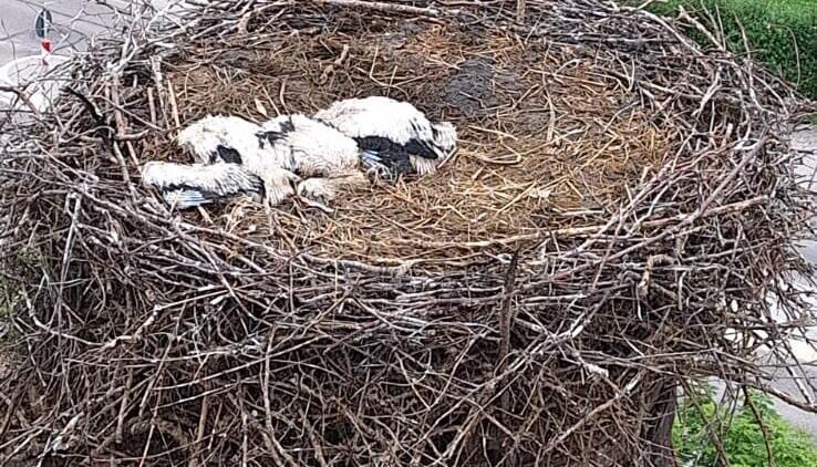 Trauriges Bild: Die drei Jungtiere lagen am Montag tot im Nest.
Foto: privat Trauriges Bild: Die drei Jungtiere lagen am Montag tot im Nest.
Foto: privat