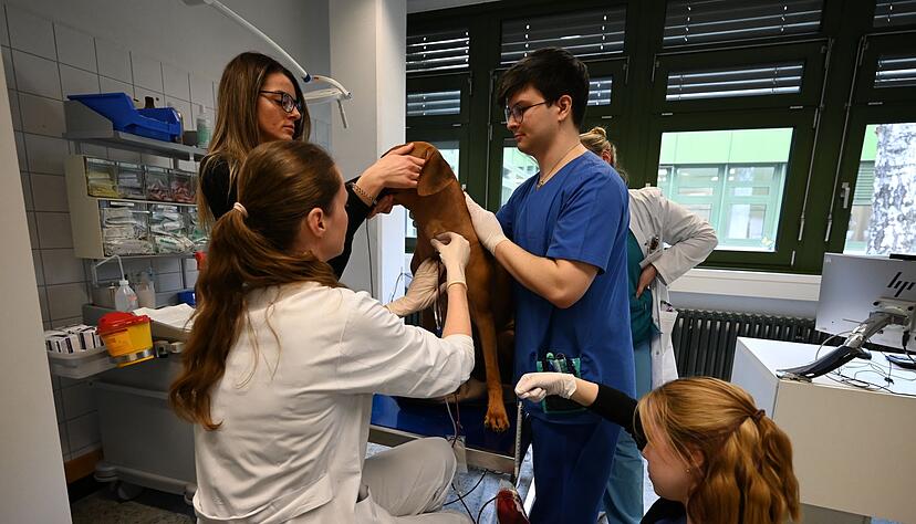 Beim Einstich hat Sami nicht mal gezuckt.