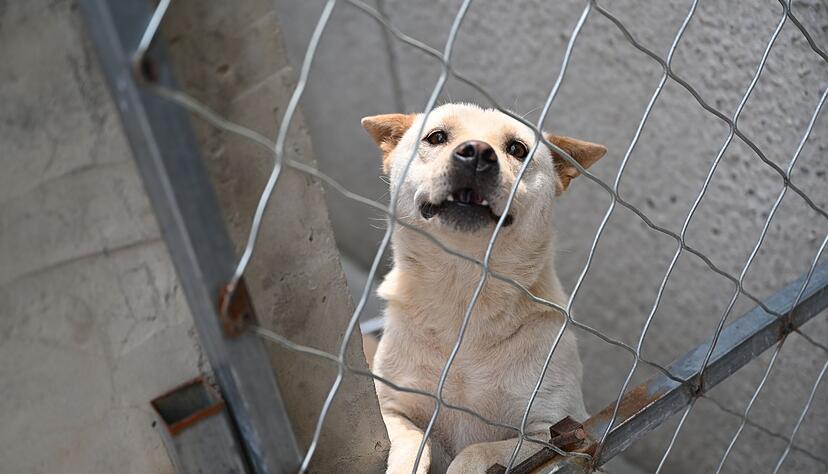Hunde, die vor dem Hundefleisch-Fest in Yulin gerettet werden, landen oft auf Zhao Xinqis Hof.