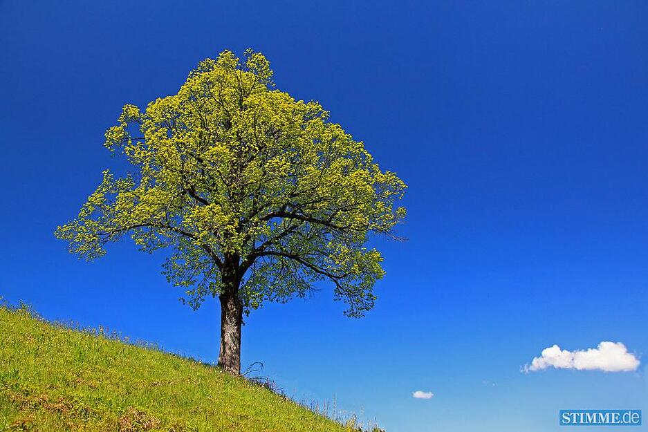 Titel: Fr&uuml;hlingsgr&uuml;n - Thema: Farbenrausch - Autor: Brigitte Oehler