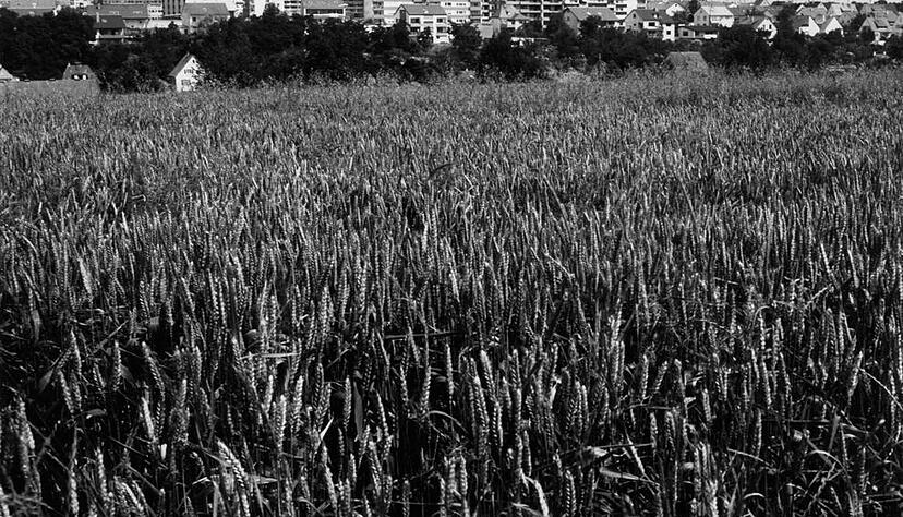 Zusammengestellt von Archiv und Dokumentation der Heilbronner Stimme

18.07.1972:  Auf diesem Ackerland n&ouml;rdlich der Fritz-Ulrich-Schule und &ouml;stlich der Haseltersiedlung in B&ouml;ckingen baut der Landkreis Heilbronn f&uuml;r 35 Millionen Mark ein Berufsschulzentrum.