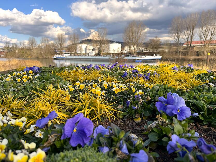 Bootsfahrten auf dem Neckar sind in Heilbronn im Fr&uuml;hling eine bunte Angelegenheit