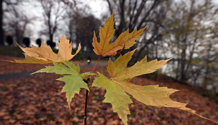 Der Deutsche Wetterdienst gibt seine Bilanz f&uuml;r den Herbst bekannt. (Symbolbild)