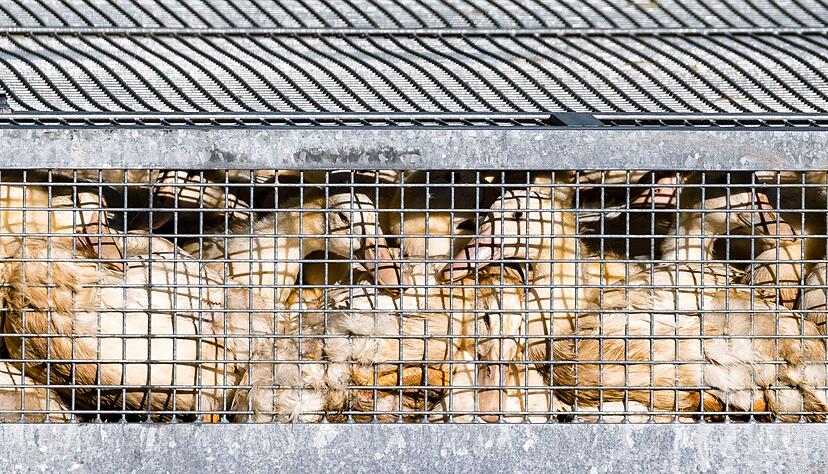 Unz&auml;hlige G&auml;nse und Enten mussten aufgrund des Vogelgrippe-Ausbruchs in Agrarbetrieben get&ouml;tet werden.  (Archivbild)