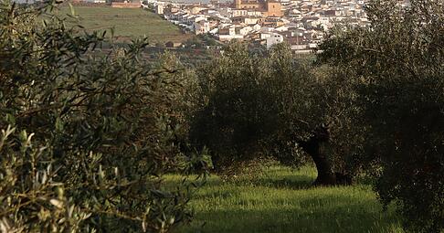 Knorriger Stamm, wildes Blattwerk: Der Olivenbaum ist eine sonderbare Pflanze. In der Region Jaén ist die Olive Lebensgrundlage. Städte wie Baños de la Encina sind durch die Ölproduktion reich geworden.