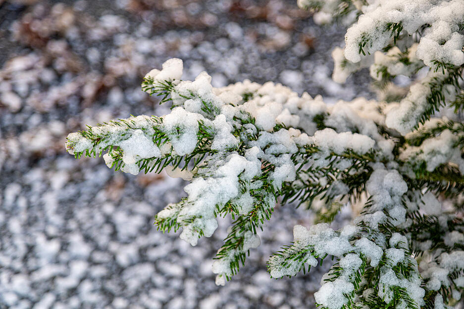 Kunstschnee  färbt die Tannen weiß.