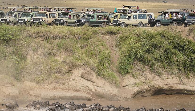 Touristen versammeln sich in der Nähe des Mara-Flusses im Masai Mara Nationalreservat, um die alljährliche Wanderung von rund 1,5 Millionen Gnus zu beobachten. Touristen versammeln sich in der Nähe des Mara-Flusses im Masai Mara Nationalreservat, um die alljährliche Wanderung von rund 1,5 Millionen Gnus zu beobachten.