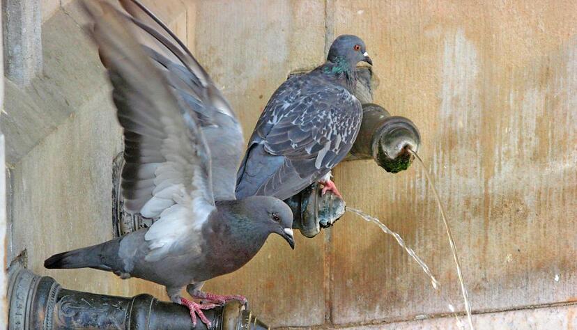 L&ouml;wenstein hat, wie andere St&auml;dte, ein Taubenproblem. F&uuml;r die Tiere (hier am Heilbronner Siebenr&ouml;hrenbrunnen) gilt nun ein F&uuml;tterungsverbot.Foto: Archiv/Fein&auml;ugle