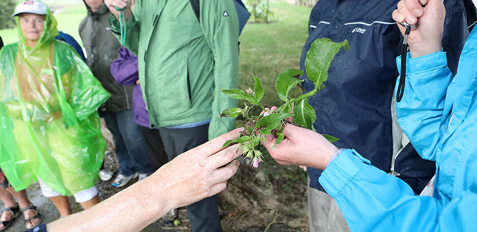 Lesersommer: meine.stimme-Wildkr&auml;uterf&uuml;hrung