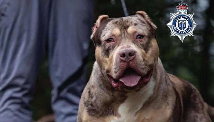 Untersuchungen h&auml;tten ergeben, dass der XL-Bully Toretto bereits angefangen hatte, den Mann bei lebendigem Leib zu fressen, berichtet die Nachrichtenagentur PA.