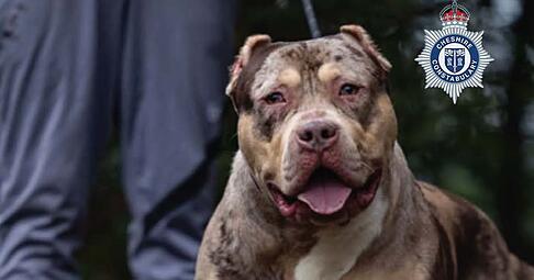 Untersuchungen h&auml;tten ergeben, dass der XL-Bully Toretto bereits angefangen hatte, den Mann bei lebendigem Leib zu fressen, berichtet die Nachrichtenagentur PA.