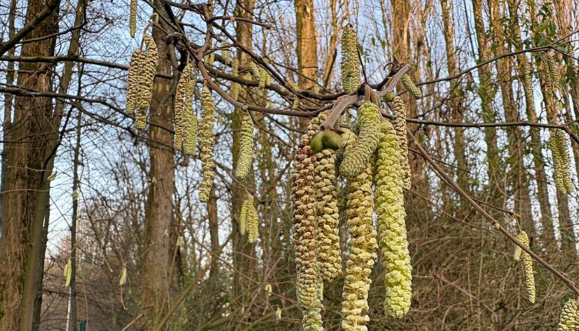 F&uuml;r Allergiker geht die Belastung durch Haselpollen jetzt im Januar richtig los.