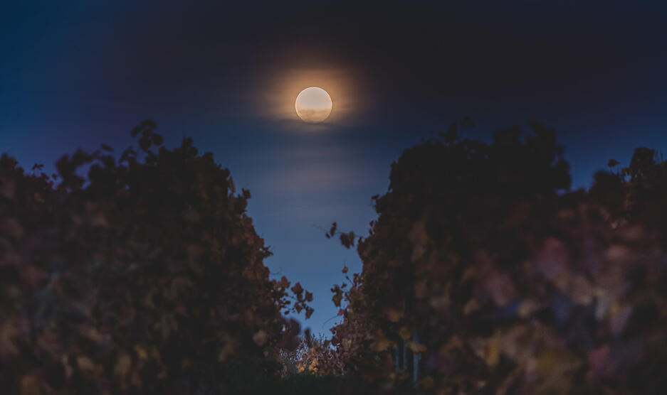 Besonders &uuml;ber den Heilbronner Weinbergen leuchtete der Supermond eindrucksvoll.