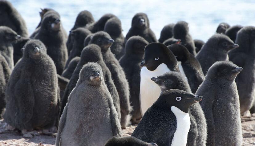 Adeliepinguine und ihr Nachwuchs. Adeliepinguine und ihr Nachwuchs.