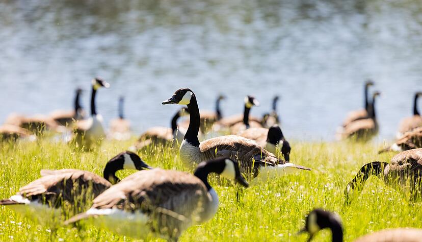 Kanada- und Nilg&auml;nse k&ouml;nnten f&uuml;r die Keimbelastung im Baggersee verantwortlich sein. (Symbolbild)