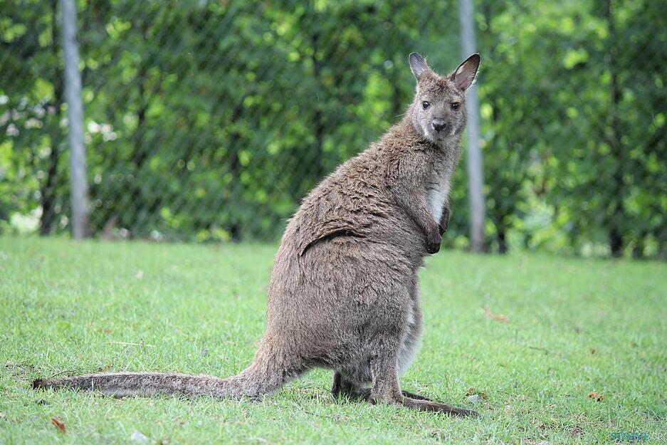 Kängurus und Alpakas im Öhringer Hofgarten