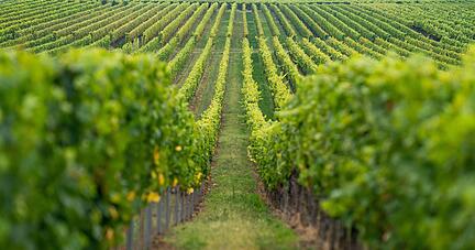 Blick in die Weinberge bei Nordheim am Main. Die Fr&auml;nkische Weinlese 2021 wurde offiziell er&ouml;ffnet. +++ dpa-Bildfunk +++