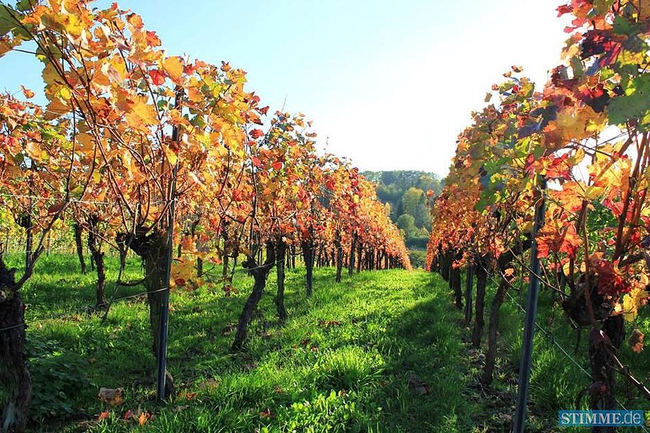 Leserfotos: Herbst in der Region