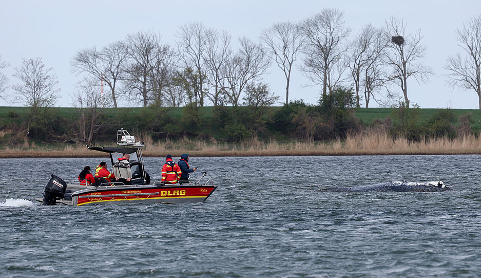 Zu seinem aktuellen Gesundheitszustand k&ouml;nne man keine Angaben machen, teilte ein Sprecher des Umweltministeriums von Mecklenburg-Vorpommern in Schwerin mit.