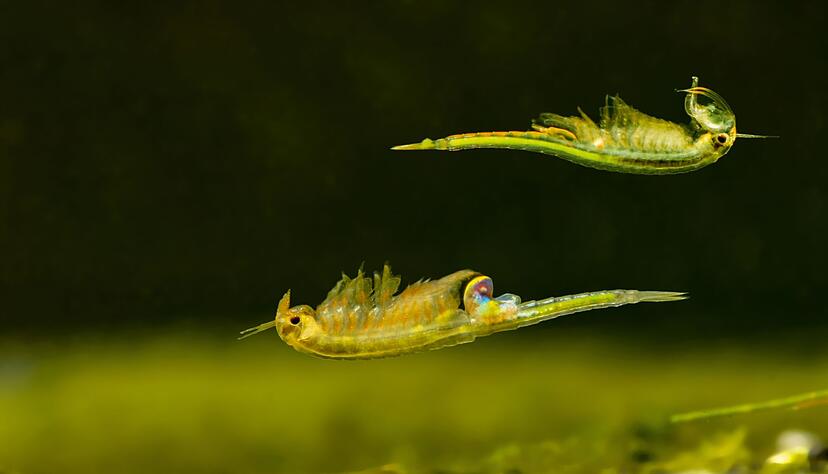 Sommerfeenkrebse &laquo;Branchipus schaefferi&raquo; sind in Deutschland selten und stehen unter Schutz.