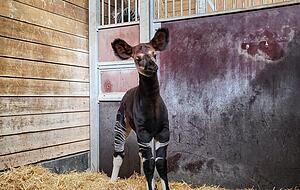 Geburt bei den Okapis in der Wilhelma. Geburt bei den Okapis in der Wilhelma.