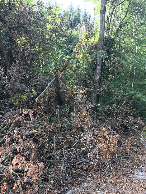 Im Hintergrund sieht man noch den gesplitterten Stamm.