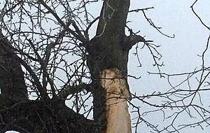 Hier war ein Seil quer gespannt: Womöglich ein fehlgeleiteter Protest? Hier war ein Seil quer gespannt: Womöglich ein fehlgeleiteter Protest?