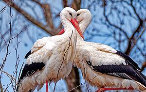 Die große Liebe? Tanja Blind hat dieses Pärchen abgelichtet. Die große Liebe? Tanja Blind hat dieses Pärchen abgelichtet.